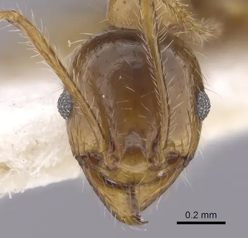 Pheidole pallidula specimen CASENT0249415 image casent0249415_2