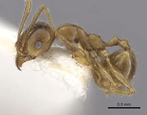 Pheidole pallidula specimen CASENT0249415 image casent0249415_3