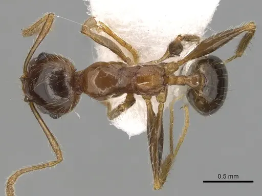 Pheidole pallidula specimen CASENT0249421 image casent0249421_1