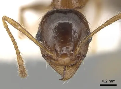 Pheidole pallidula specimen CASENT0249421 image casent0249421_2