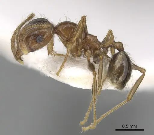 Pheidole pallidula specimen CASENT0249421 image casent0249421_3