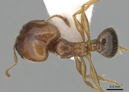 Pheidole pallidula specimen CASENT0249422 image casent0249422_1