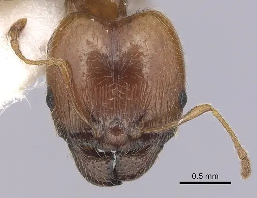 Pheidole pallidula specimen CASENT0249422 image casent0249422_2