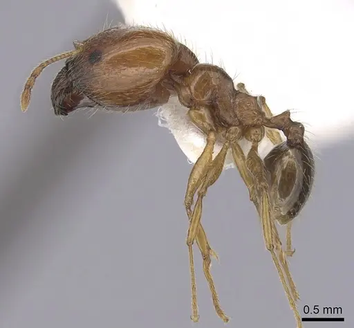 Pheidole pallidula specimen CASENT0249422 image casent0249422_3