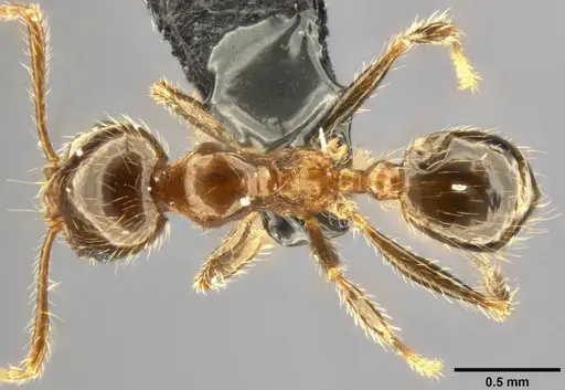 Pheidole pallidula specimen CASENT0282688 image casent0282688_1