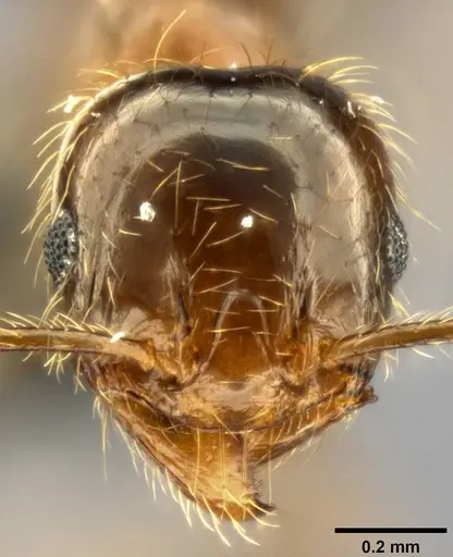 Pheidole pallidula specimen CASENT0282688 image casent0282688_2