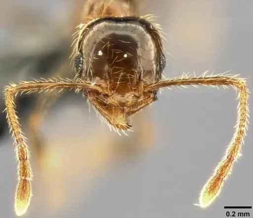 Pheidole pallidula specimen CASENT0282688 image casent0282688_3