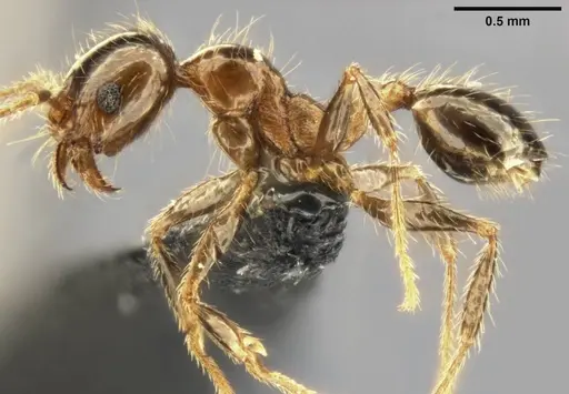 Pheidole pallidula specimen CASENT0282688 image casent0282688_4