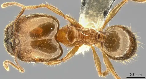 Pheidole pallidula specimen CASENT0283442 image casent0283442_1