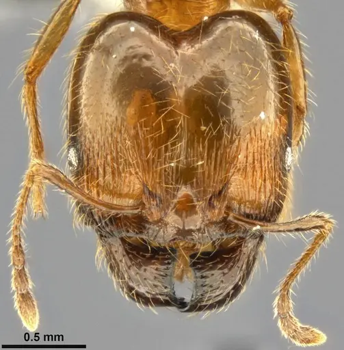 Pheidole pallidula specimen CASENT0283442 image casent0283442_2