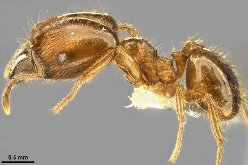 Pheidole pallidula specimen CASENT0283442 image casent0283442_3