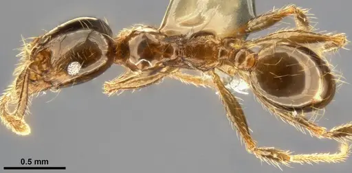 Pheidole pallidula specimen CASENT0283480 image casent0283480_1
