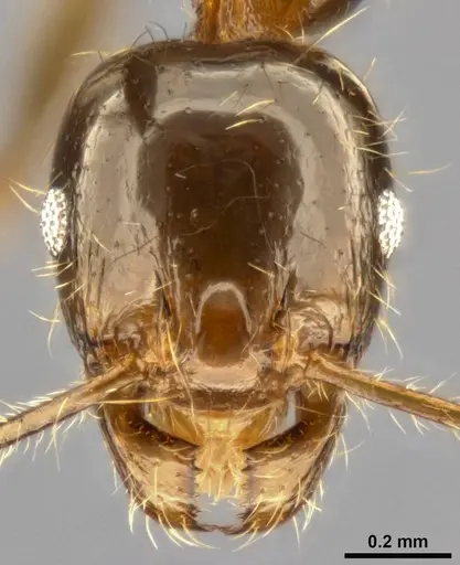 Pheidole pallidula specimen CASENT0283480 image casent0283480_2