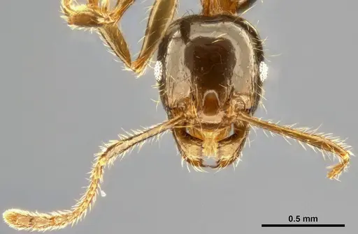 Pheidole pallidula specimen CASENT0283480 image casent0283480_3