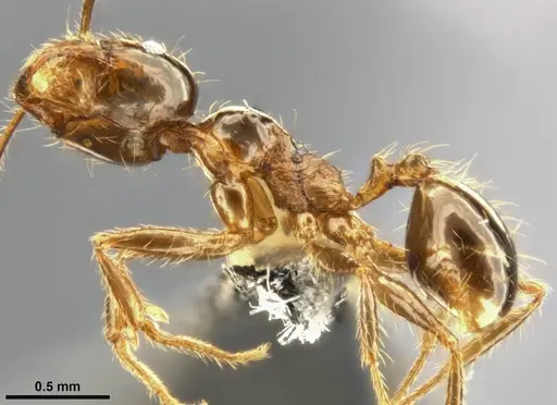 Pheidole pallidula specimen CASENT0283480 image casent0283480_4