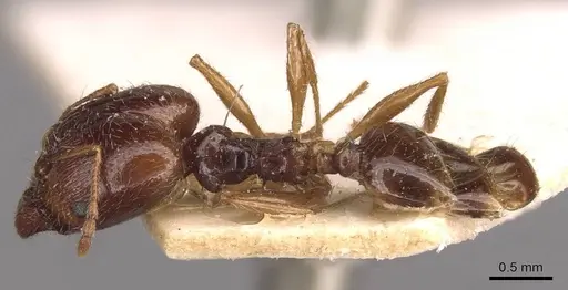 Pheidole pallidula specimen CASENT0907789 image casent0907789_1