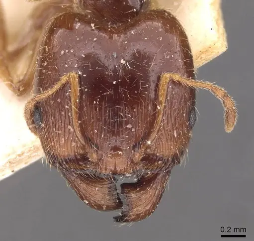 Pheidole pallidula specimen CASENT0907789 image casent0907789_2
