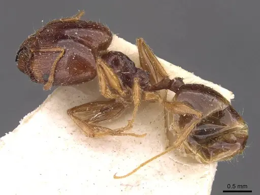 Pheidole pallidula specimen CASENT0907789 image casent0907789_3