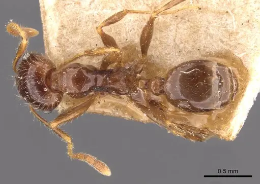 Pheidole pallidula specimen CASENT0907790 image casent0907790_1