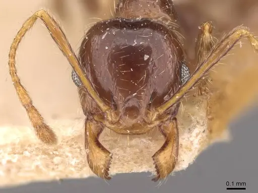 Pheidole pallidula specimen CASENT0907790 image casent0907790_2