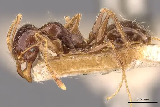 Pheidole pallidula specimen CASENT0907790 image casent0907790_3