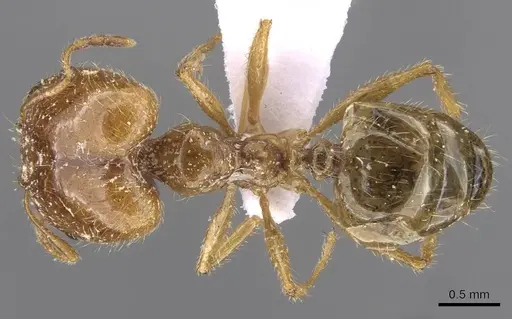 Pheidole pallidula specimen CASENT0910224 image casent0910224_1