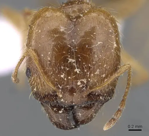 Pheidole pallidula specimen CASENT0910224 image casent0910224_2