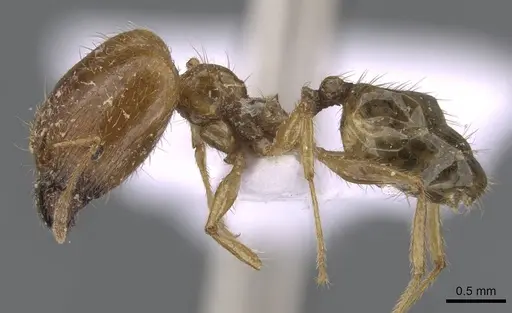Pheidole pallidula specimen CASENT0910224 image casent0910224_3