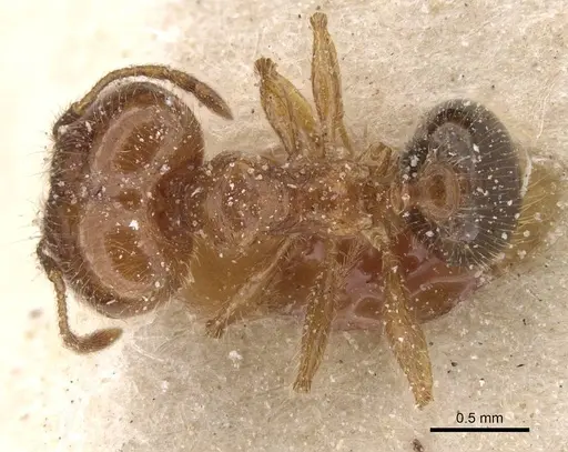 Pheidole pallidula specimen CASENT0913384 image casent0913384_1