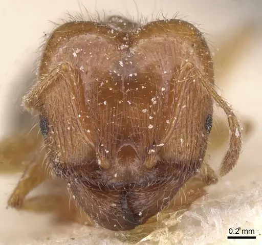 Pheidole pallidula specimen CASENT0913384 image casent0913384_2