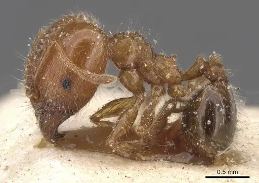 Pheidole pallidula specimen CASENT0913384 image casent0913384_3