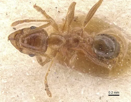 Pheidole pallidula specimen CASENT0913385 image casent0913385_1