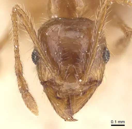 Pheidole pallidula specimen CASENT0913385 image casent0913385_2