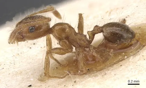 Pheidole pallidula specimen CASENT0913385 image casent0913385_3
