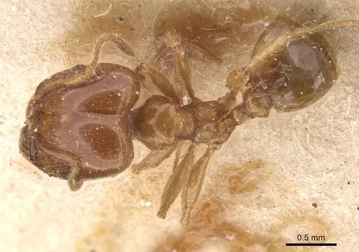 Pheidole pallidula specimen CASENT0913386 image casent0913386_1