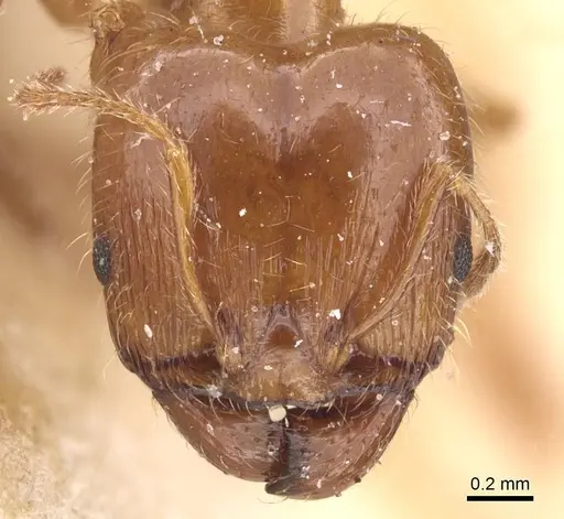 Pheidole pallidula specimen CASENT0913386 image casent0913386_2