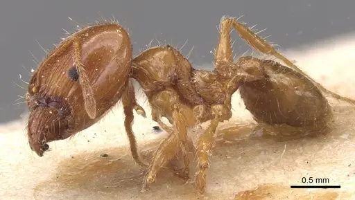 Pheidole pallidula specimen CASENT0913386 image casent0913386_3