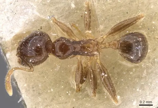 Pheidole pallidula specimen CASENT0913387 image casent0913387_1