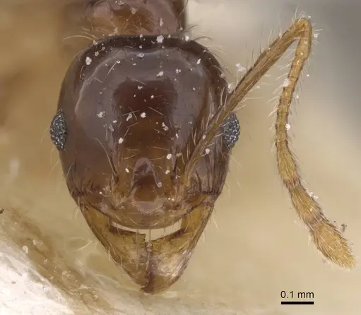 Pheidole pallidula specimen CASENT0913387 image casent0913387_2