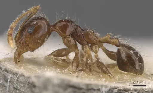 Pheidole pallidula specimen CASENT0913387 image casent0913387_3