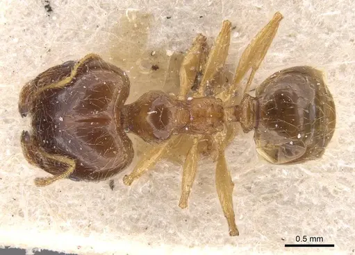 Pheidole pallidula specimen CASENT0913388 image casent0913388_1