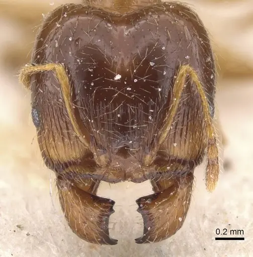 Pheidole pallidula specimen CASENT0913388 image casent0913388_2