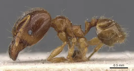 Pheidole pallidula specimen CASENT0913388 image casent0913388_3