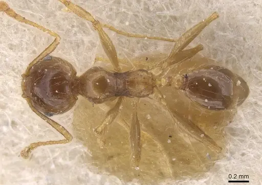 Pheidole pallidula specimen CASENT0913389 image casent0913389_1