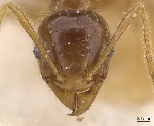 Pheidole pallidula specimen CASENT0913389 image casent0913389_2