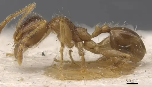 Pheidole pallidula specimen CASENT0913389 image casent0913389_3