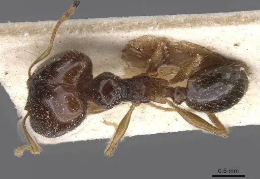Pheidole pallidula specimen CASENT0913390 image casent0913390_1