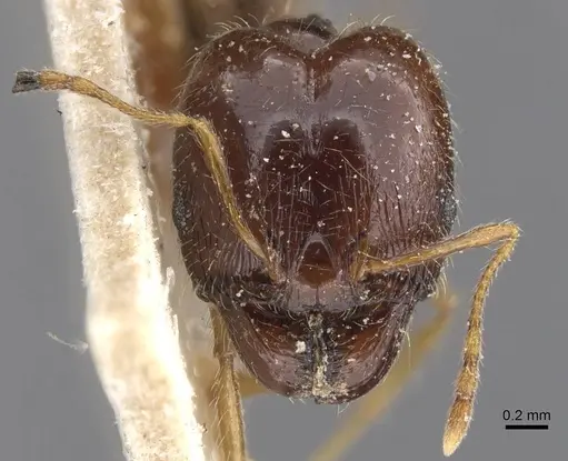 Pheidole pallidula specimen CASENT0913390 image casent0913390_2