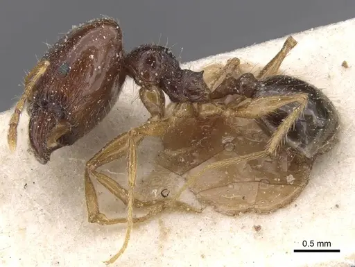 Pheidole pallidula specimen CASENT0913390 image casent0913390_3