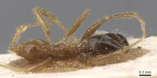 Pheidole pallidula specimen CASENT0913391 image casent0913391_1